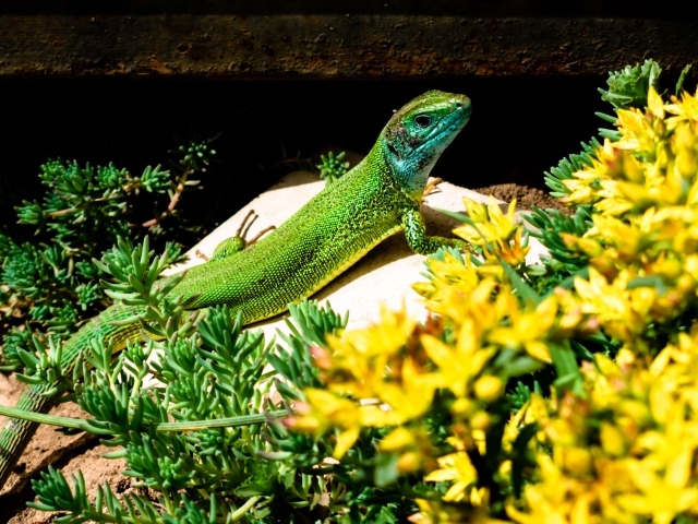 Большая зеленая ящерица в желтых цветах