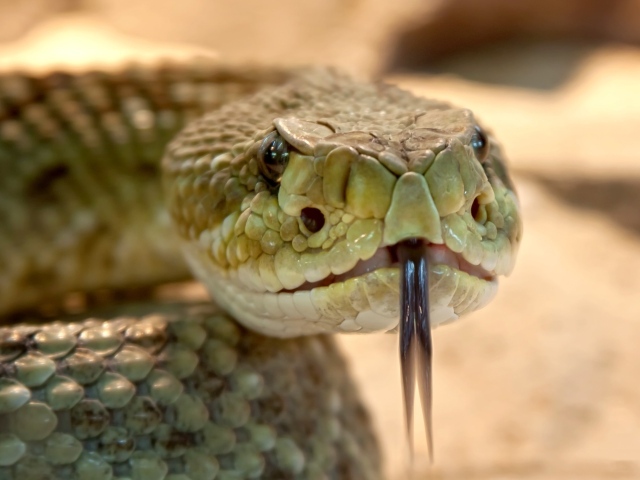 Большая ядовитая крапчатая гремучая змея