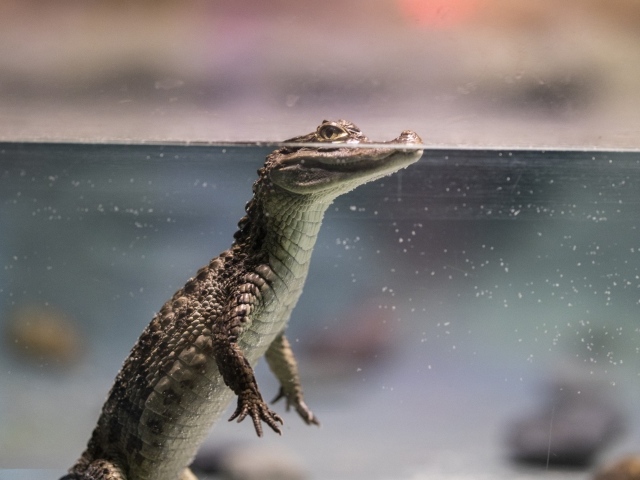 Маленький крокодил в аквариуме
