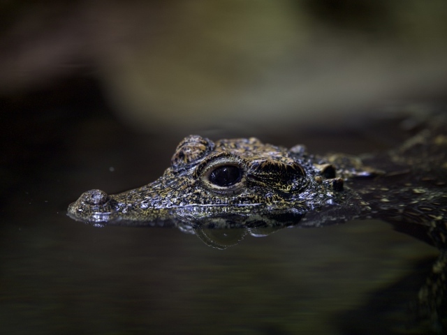 Маленький крокодил в воде