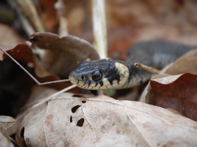 Змея прячется в опавших листьях