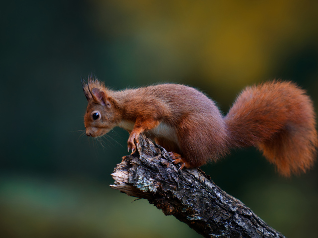 Яркая рыжая белка сидит на сухой ветке