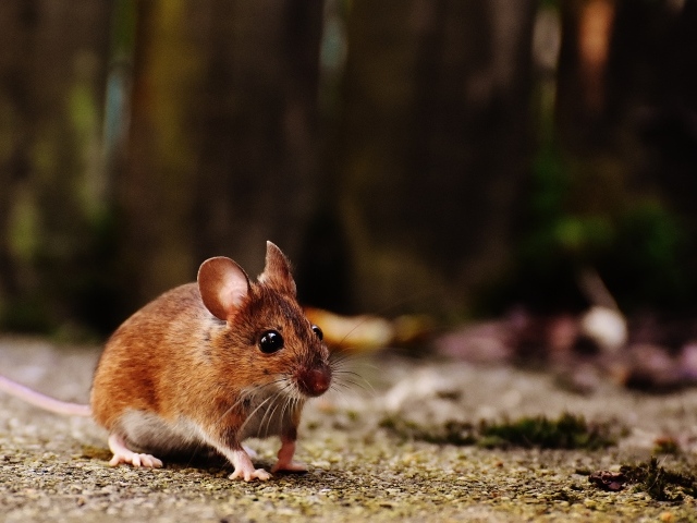 Маленькая полевая мышь