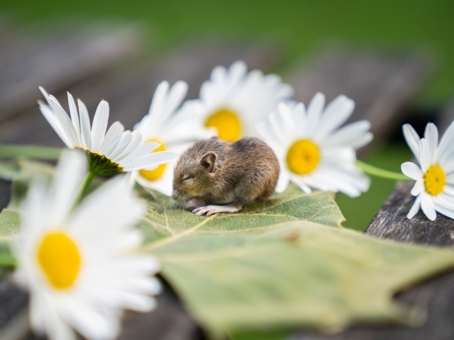 Маленькая мышка на листе с ромашками