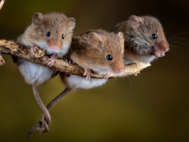 Три маленькие мышки на ветке