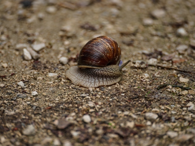 Большая улитка ползет по земле 
