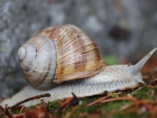 Улитка с большой ракушкой ползет по земле