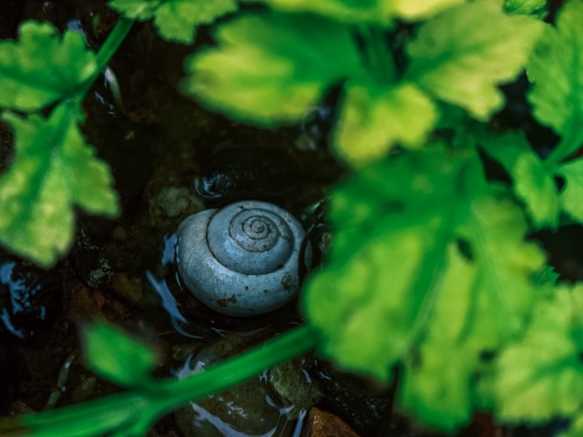 Ракушка садовой улитки на мокрой земле