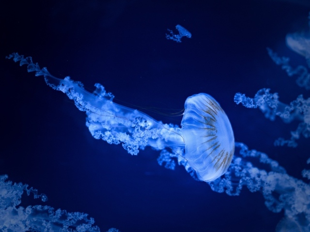 Голубая медуза под водой в море