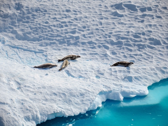 Морские котики на покрытом снегом берегу Антарктики