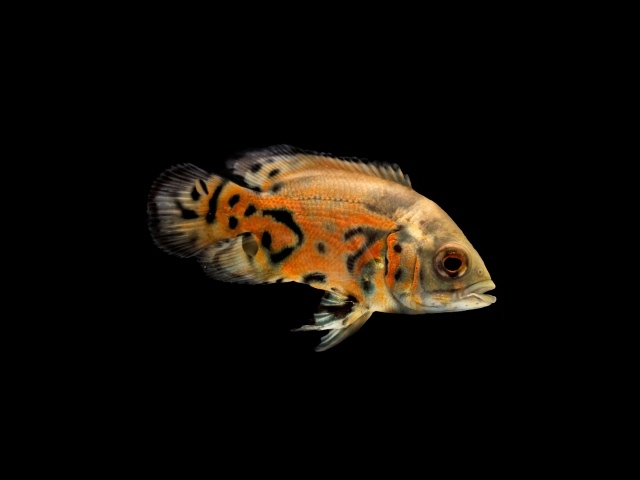 Оранжевая рыбка на черном фоне
