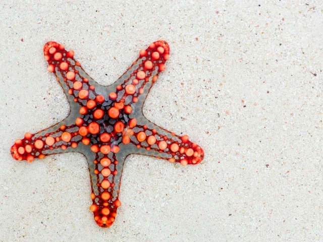 Красная морская звезда на песке 