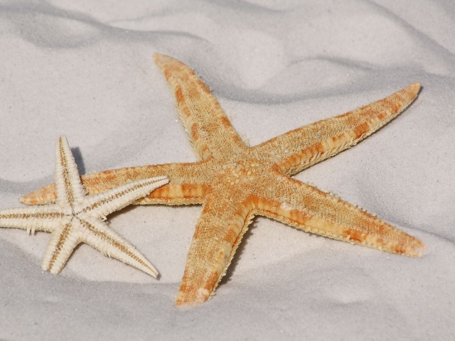 Две морские звезды на белом песке 