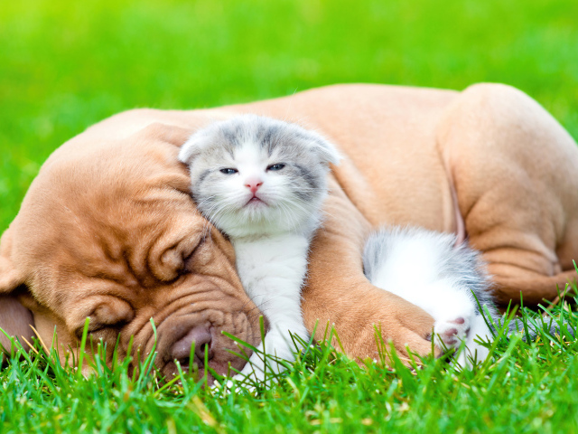 Котенок и щенок спят на зеленой траве
