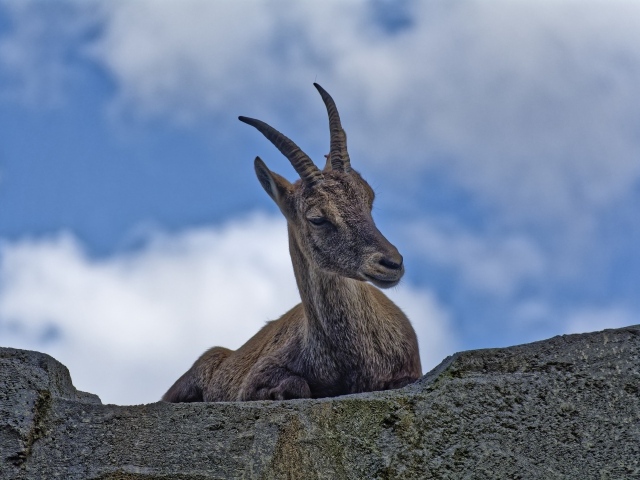 Газель с острыми рогами отдыхает на камне