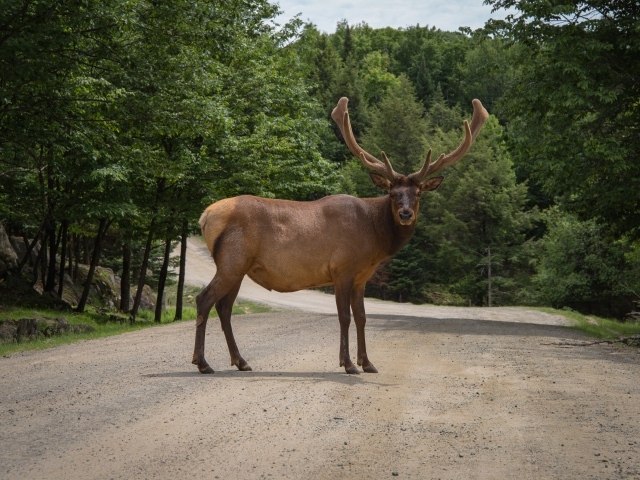 Большой рогатый олень на дороге