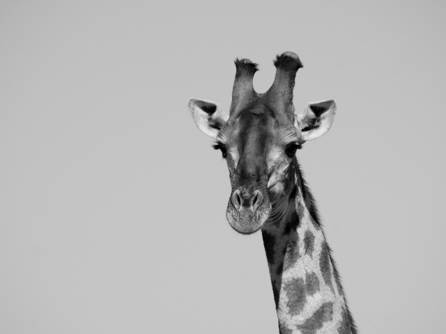 Большой жираф на сером фоне 