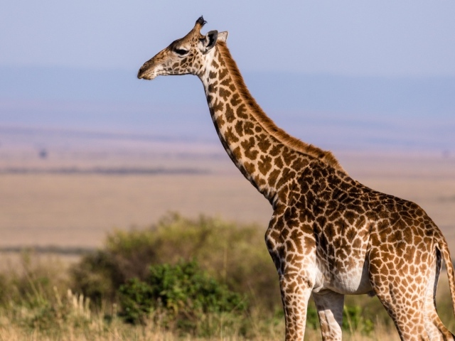 Большой жираф с длинной шеей в саванне 