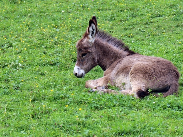 Маленький ослик лежит на зеленой траве