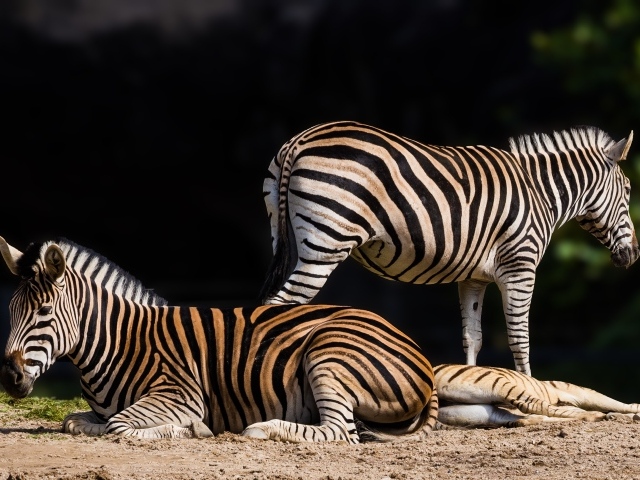 Полосатые зебры лежат на земле
