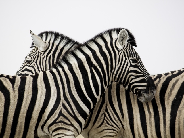 Две полосатые зебры стоят на белом фоне