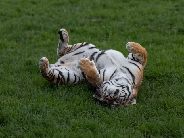 Большой полосатый тигр спит на зеленой траве