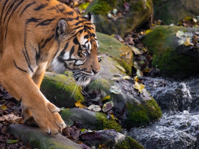 Большой полосатый тигр идет по мокрым камням