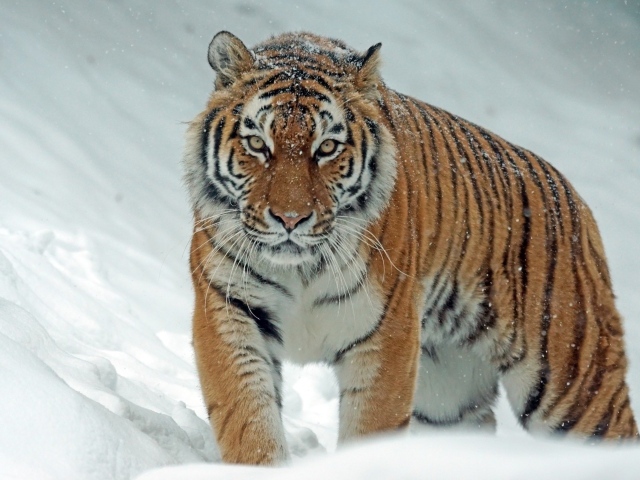 Большой полосатый тигр идет по снегу