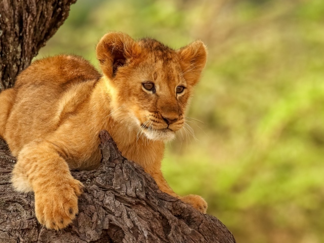 Маленький испуганный львенок на дереве