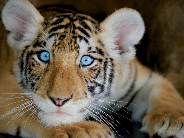 Маленький тигренок с голубыми глазами