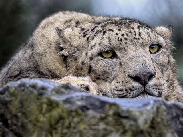 Снежный барс отдыхает на камне