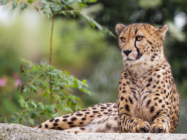 Пятнистый гепард лежит на камне
