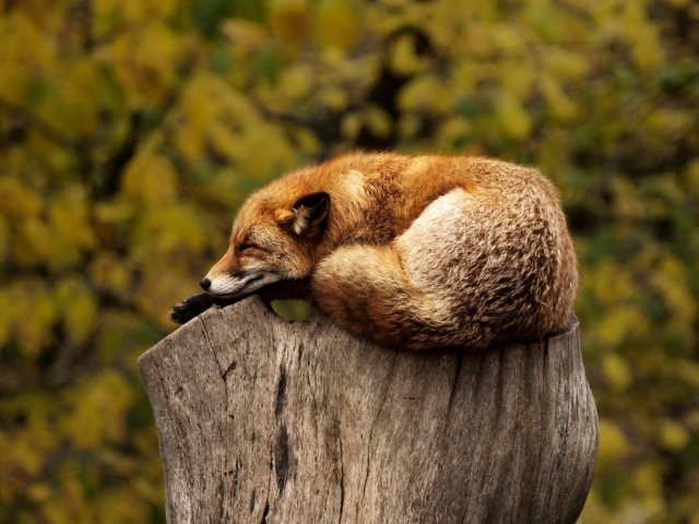 Большая рыжая лиса спит на пне