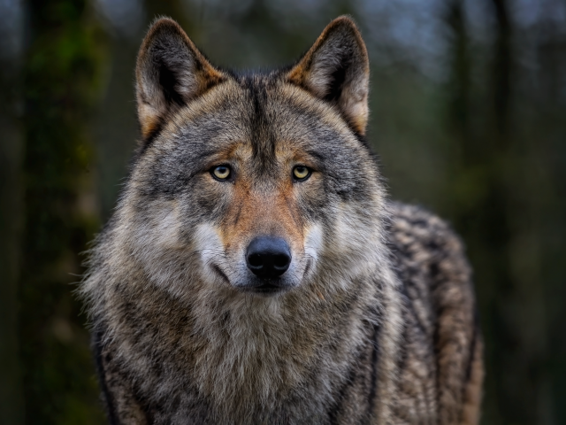 Большой грустный серый волк