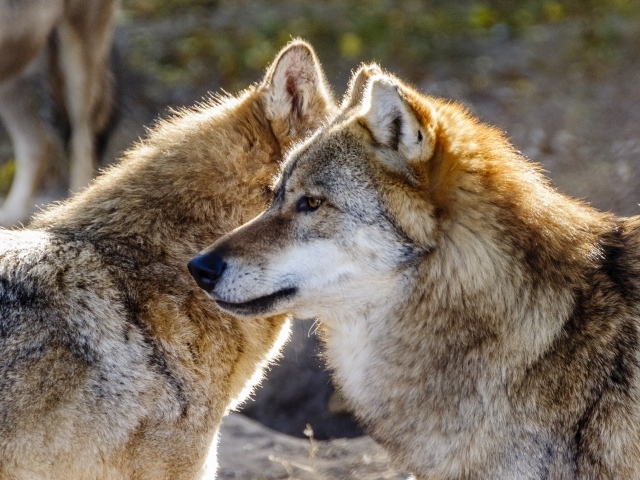 Два больших серых волка