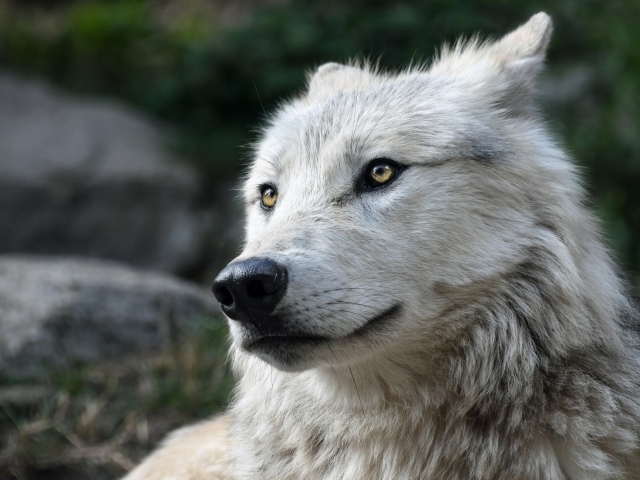 Белый волк с большим черным носом 