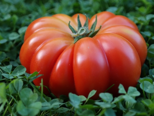 Огромный красный помидор лежит на зеленой траве
