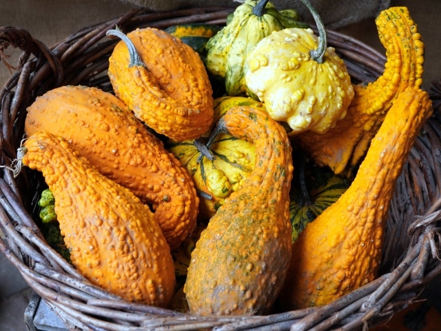 Много тыквы лежит в корзине осенью 