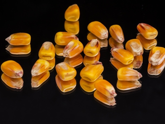 Зерна кукурузы на черном фоне