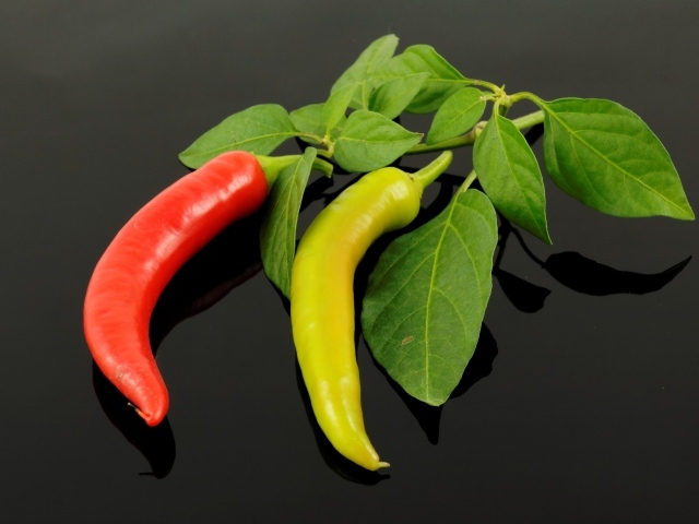 Красный и зеленый острый перец на ветке с листьями