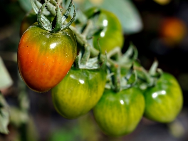 Созревающие томаты на ветке
