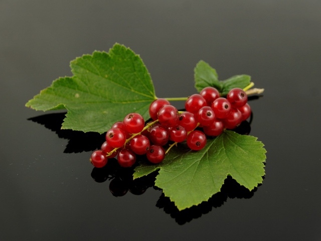 Гроздь красной смородины с зелеными листьями на сером фоне