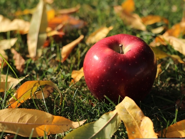 Большое красное яблоко лежит на траве с листвой