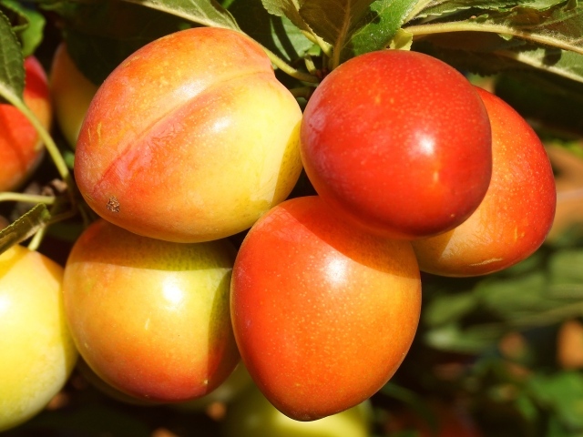 Красивые оранжевые сливы на ветке