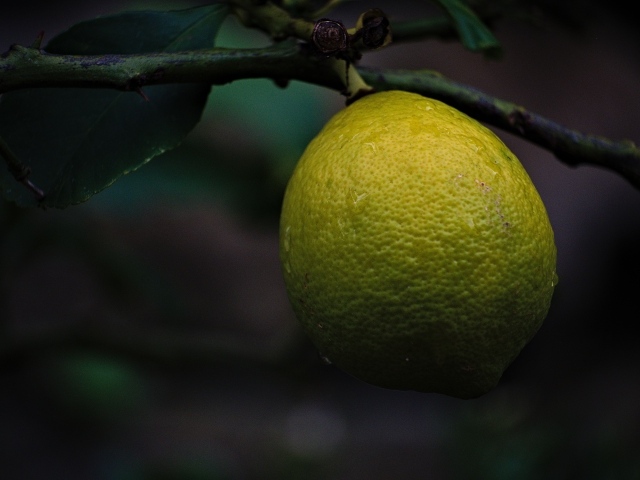 Большой лимон спеет на дереве