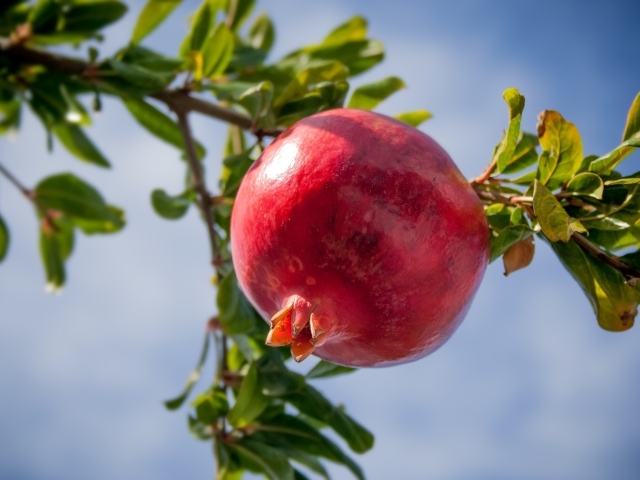 Большой спелый гранат на ветке дерева 