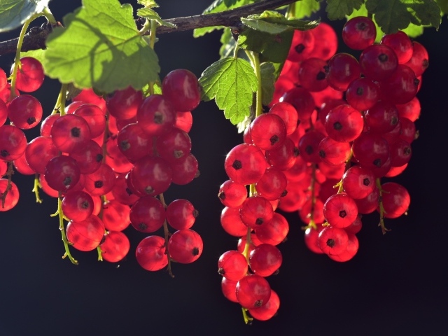Гроздья красной смородины на ветке в лучах солнца