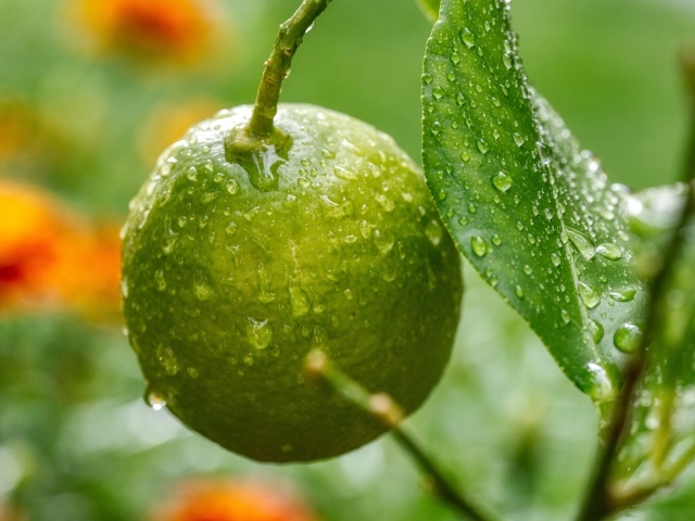 Зеленый лайм на ветке дерева в каплях дождя