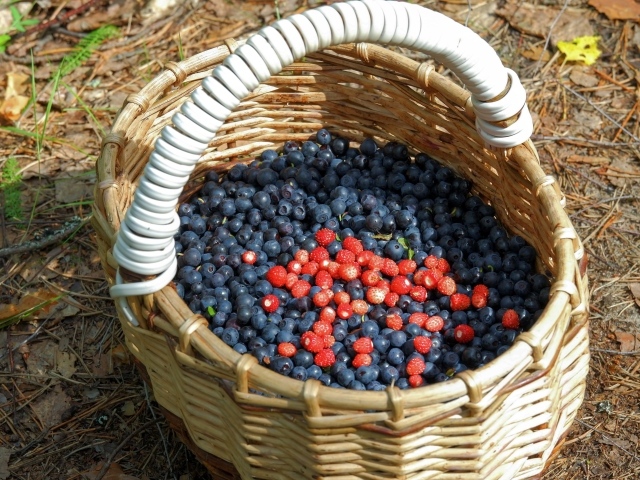 Большая корзина с ягодами черники в лесу