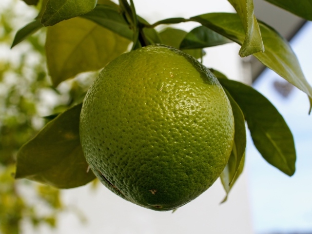 Большой зеленый лайм на ветке дерева крупным планом